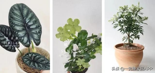 香草在哪买(香草在线观看)