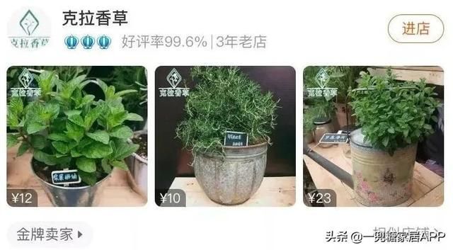 香草在哪买(香草在线观看)