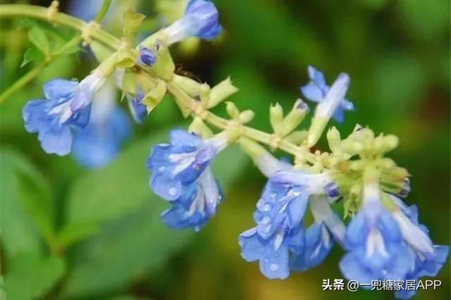 香草在哪买(香草在线观看)