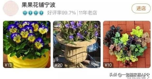 香草在哪买(香草在线观看)