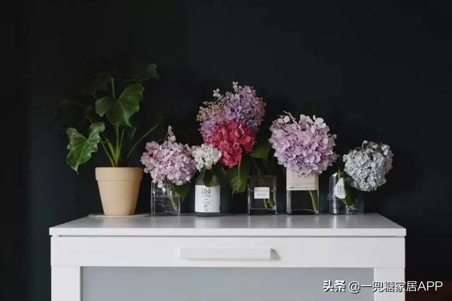香草在哪买(香草在线观看)