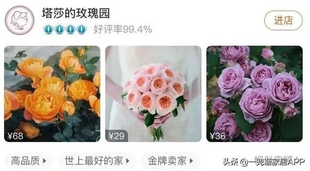 香草在哪买(香草在线观看)