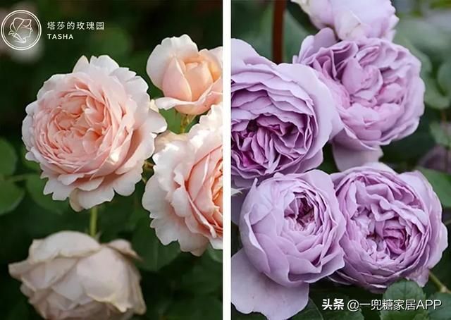 香草在哪买(香草在线观看)