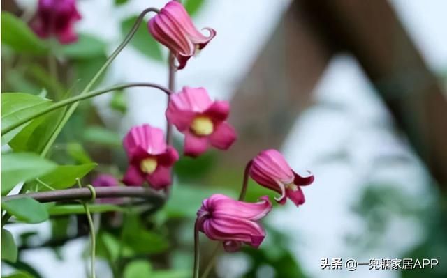 香草在哪买(香草在线观看)
