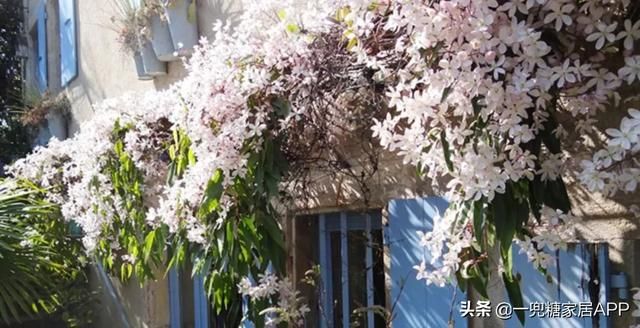 香草在哪买(香草在线观看)