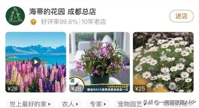 香草在哪买(香草在线观看)
