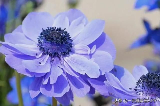 香草在哪买(香草在线观看)