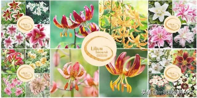 香草在哪买(香草在线观看)