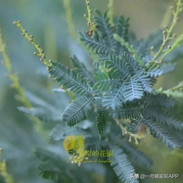 香草在哪买(香草在线观看)