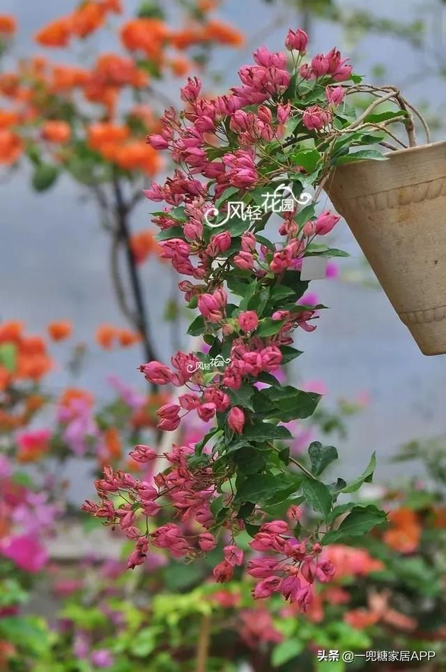 香草在哪买(香草在线观看)