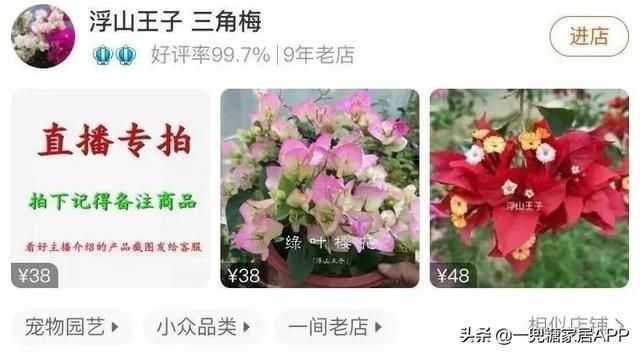 香草在哪买(香草在线观看)