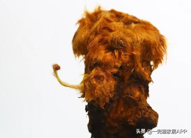 香草在哪买(香草在线观看)