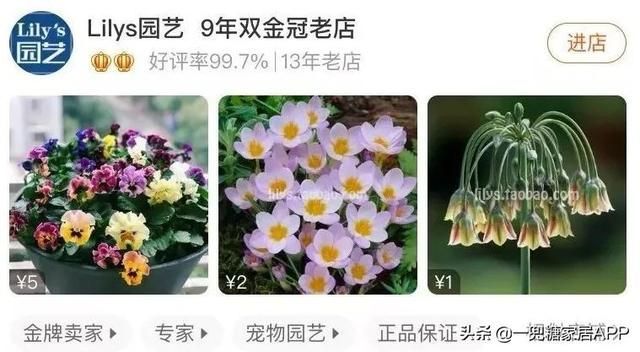 香草在哪买(香草在线观看)