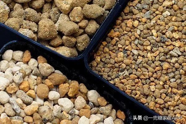 香草在哪买(香草在线观看)