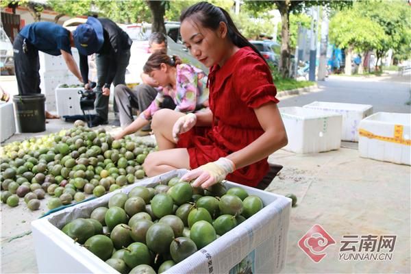 百香果产地在哪里(百香果有几个品种)