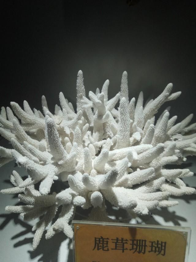 深海奇幻世界在哪里(罗源深海奇幻世界图片)