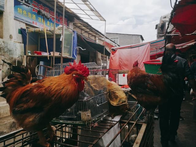 织金美食一条街在哪里(西安美食一条街在哪里)