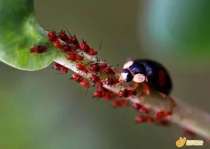 瓢虫生活在哪里(七星瓢虫生活在哪里)