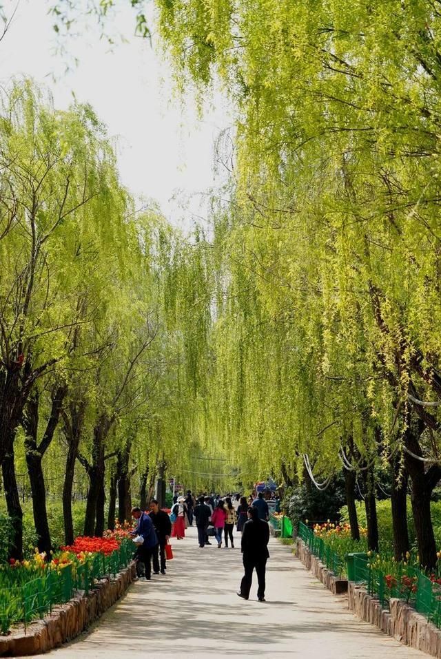 洛阳郁金香花园在哪里(洛阳郁金香花园门票价格)