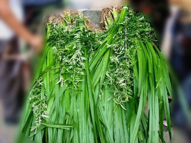 陈艾灸在哪(陈艾灸的特点)
