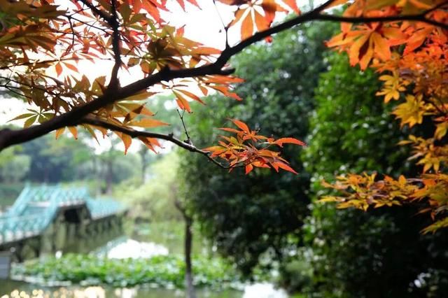 嘉定花木市场在哪里(嘉定花木市场)