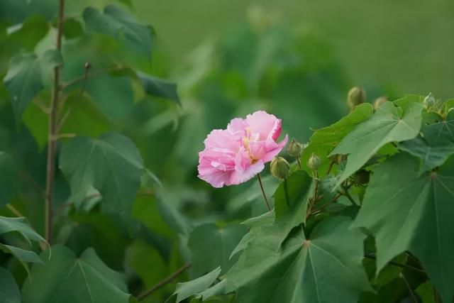 成都天府芙蓉园在哪里(成都天府芙蓉园开放时间)