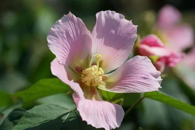 成都天府芙蓉园在哪里(成都天府芙蓉园开放时间)