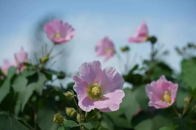 成都天府芙蓉园在哪里(成都天府芙蓉园开放时间)