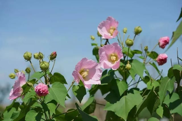 成都天府芙蓉园在哪里(成都天府芙蓉园开放时间)