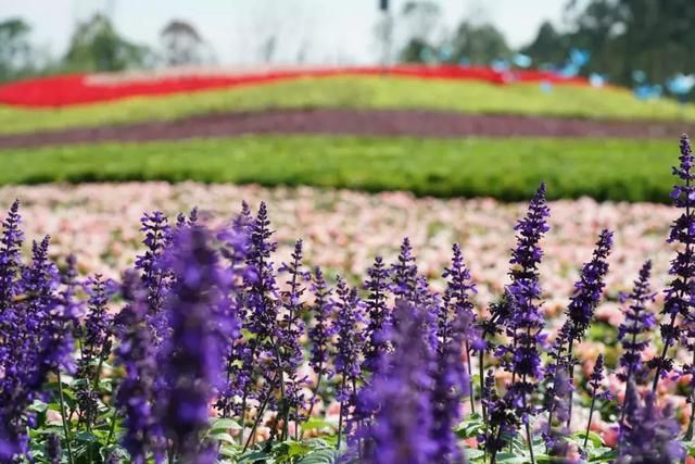 成都天府芙蓉园在哪里(成都天府芙蓉园开放时间)