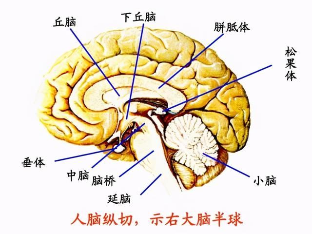 脑神经在哪(脑神经在哪里)