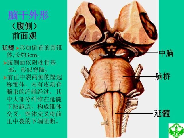 脑神经在哪(脑神经在哪里)