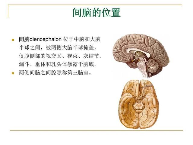 脑神经在哪(脑神经在哪里)