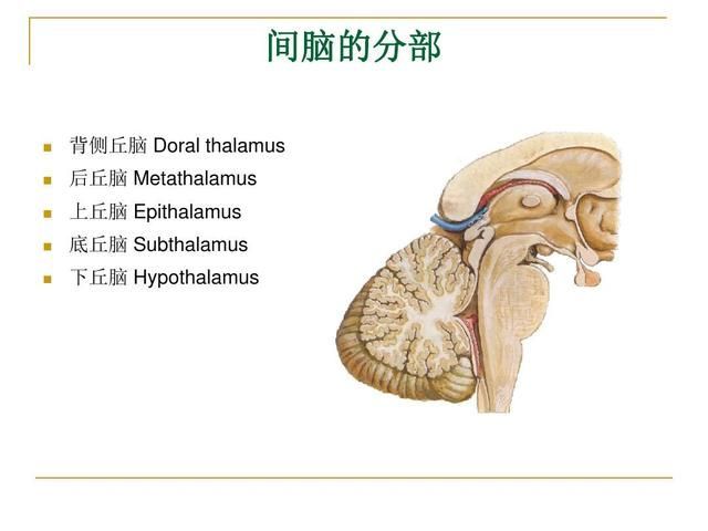 脑神经在哪(脑神经在哪里)
