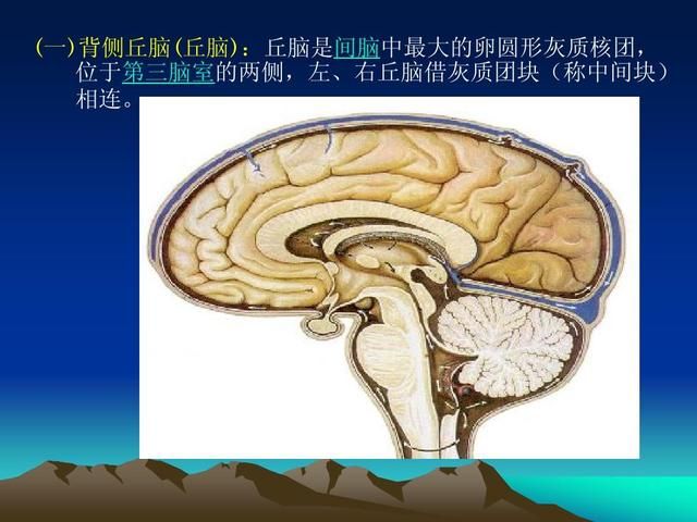 脑神经在哪(脑神经在哪里)