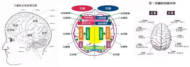 脑神经在哪(脑神经在哪里)
