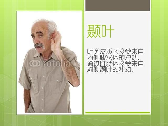 脑神经在哪(脑神经在哪里)