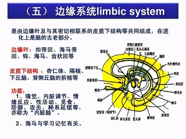 脑神经在哪(脑神经在哪里)