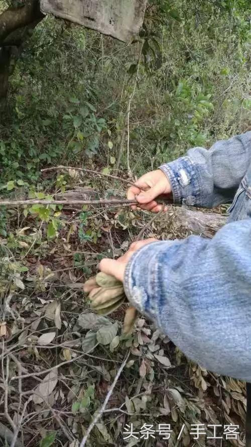 关于发光的树枝在哪个图用的信息