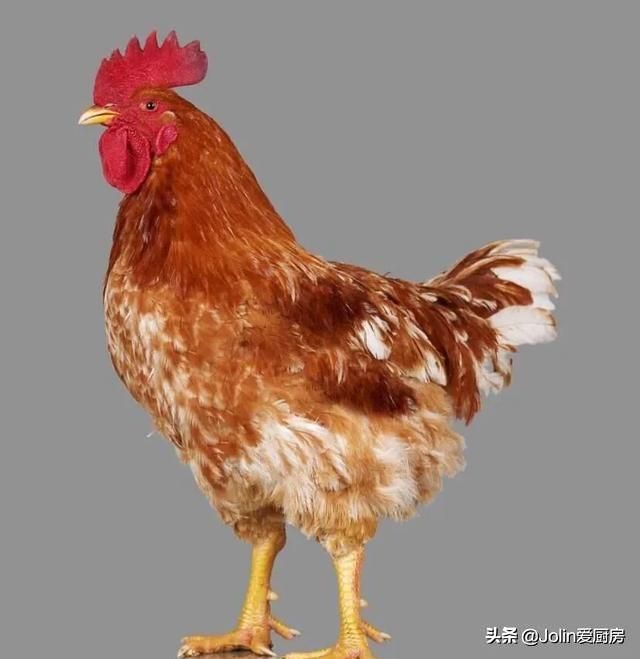 大腿上方在哪(大腿根部上方是什么)