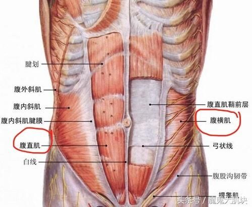 腹块在哪里(腹后壁在哪里)