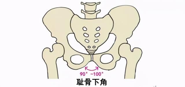 盆骨在哪个位置(盆骨在哪个位置图片)