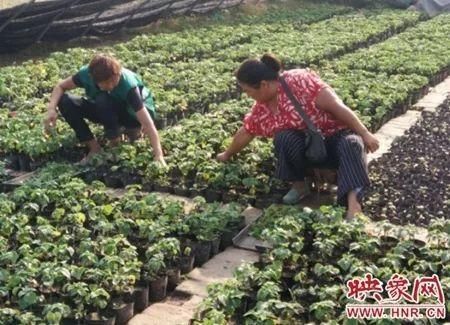 巩义市红灯区在哪里的简单介绍