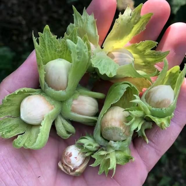 开心果长在哪里(开心果长在哪里啊)