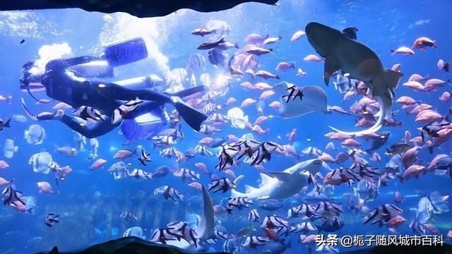 幻太奇海洋馆在哪里(幻太奇海洋馆)
