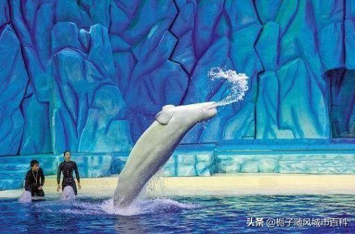 幻太奇海洋馆在哪里(幻太奇海洋馆)