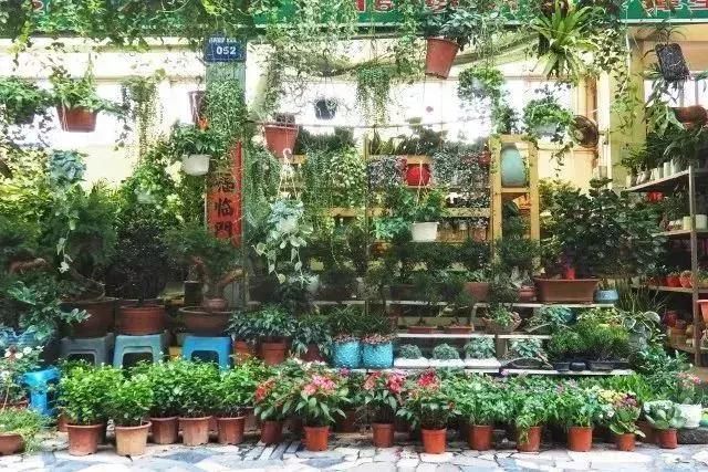 汉口花鸟市场在哪的简单介绍
