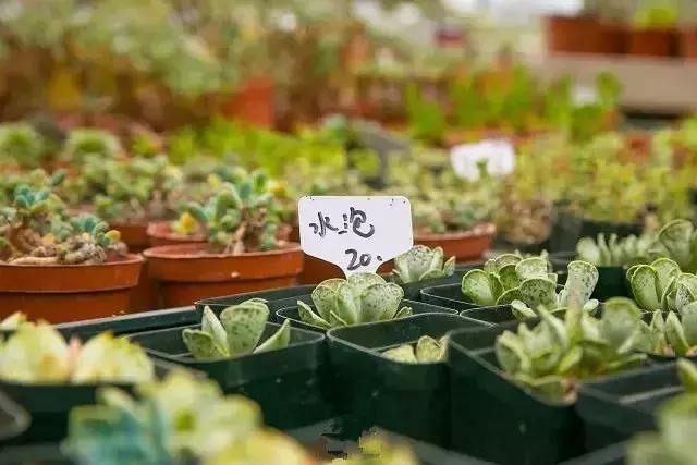 汉口花鸟市场在哪的简单介绍