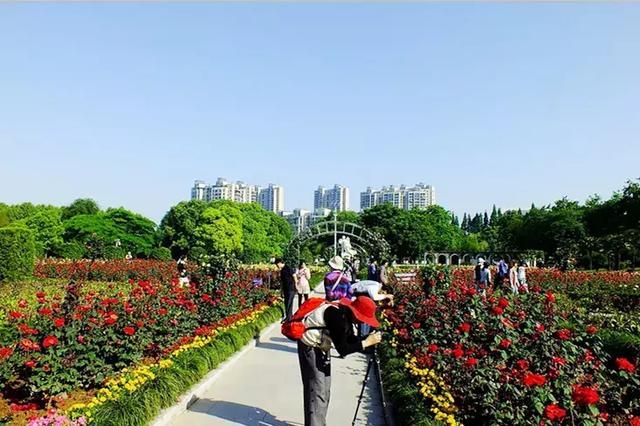 汉口花鸟市场在哪的简单介绍