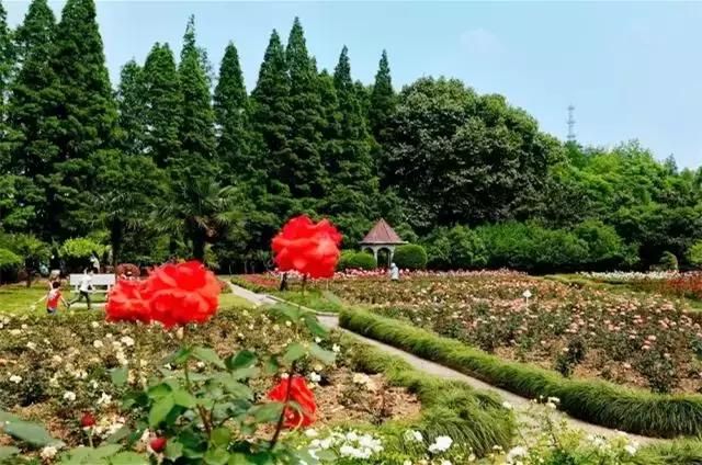 汉口花鸟市场在哪的简单介绍